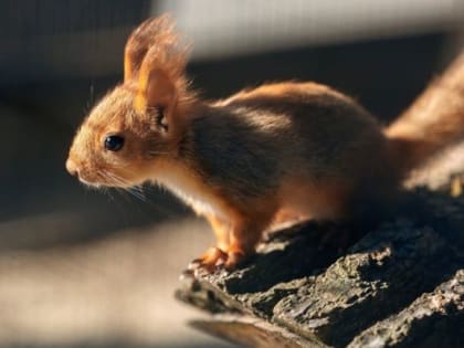 В парке под Каменском родились три бельчонка