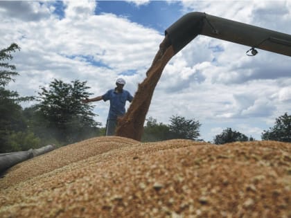 Потери зерна в России могут составить до 15% от урожая