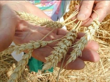 На Дону осудили мошенника, который обманул фермера на 160 тонн пшеницы