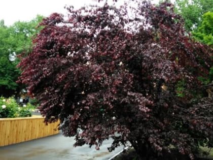 Середина недели принесет шахтинцам похолодание и дожди