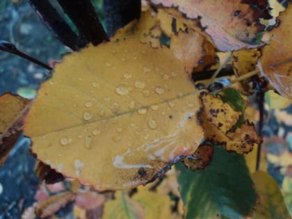 Сильный ветер и дождь ждут шахтинцев