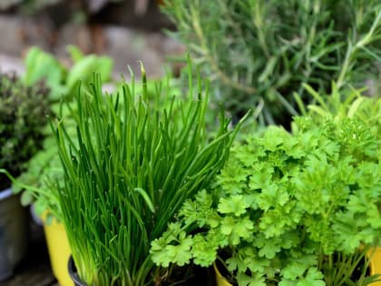 Заедаем зеленую тоску натуральными и свежими продуктами