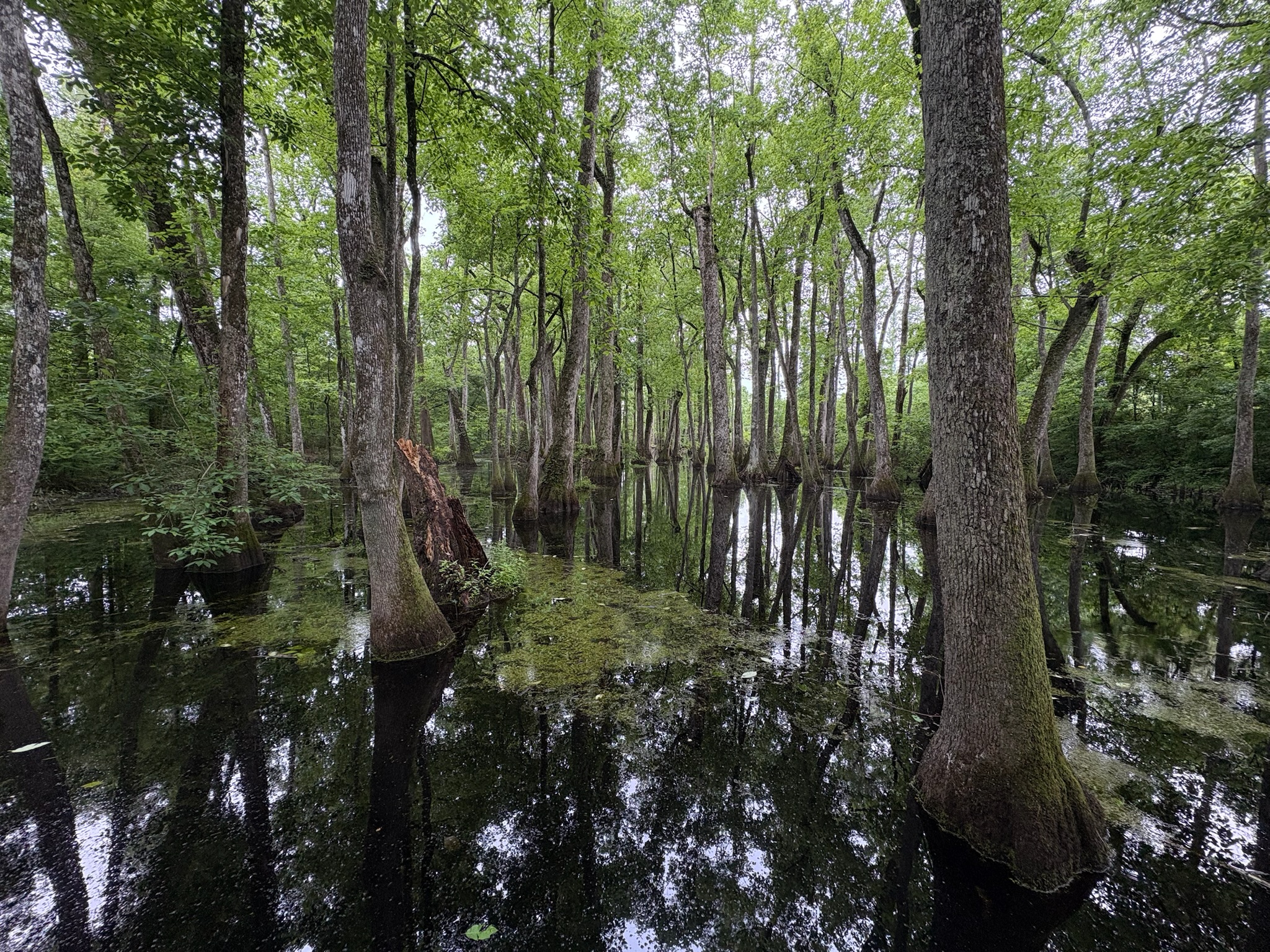 Across the Deep South