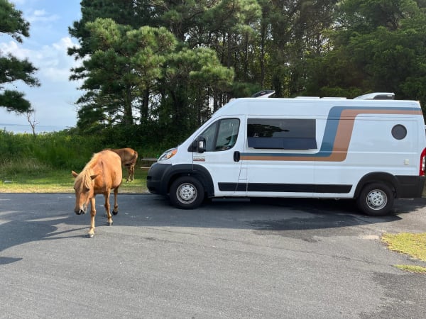 Evangeline at Assateague