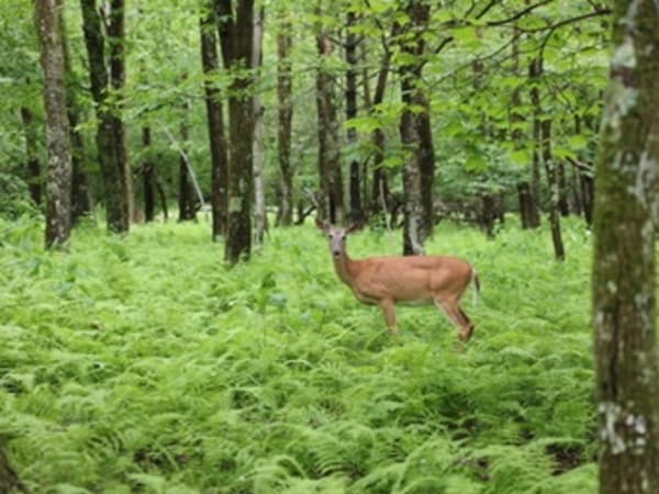 Deer at Shenandoah