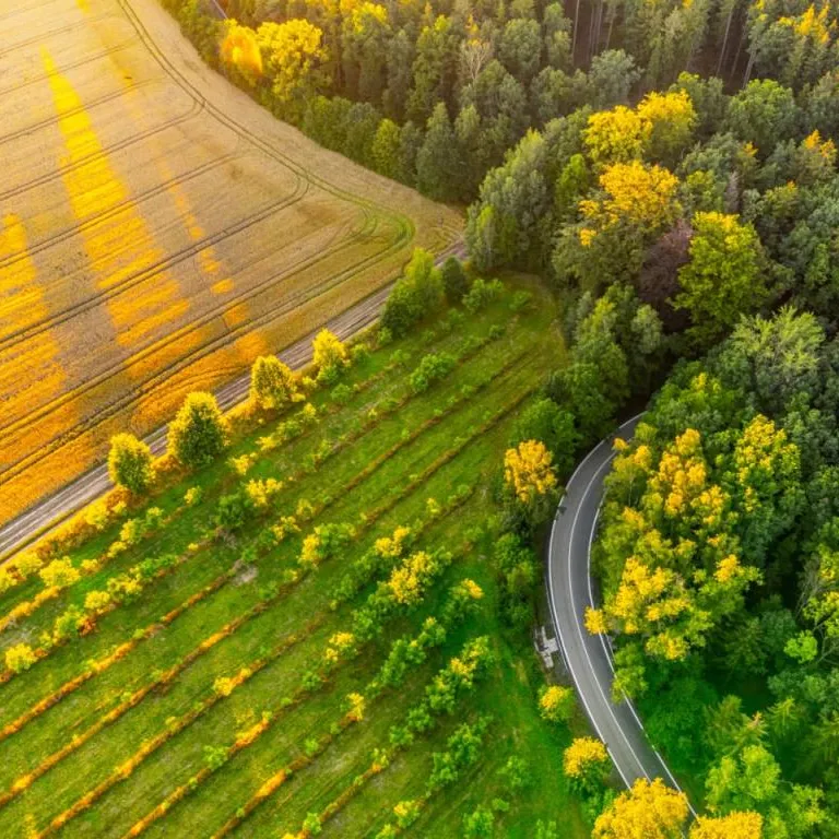 reforestation