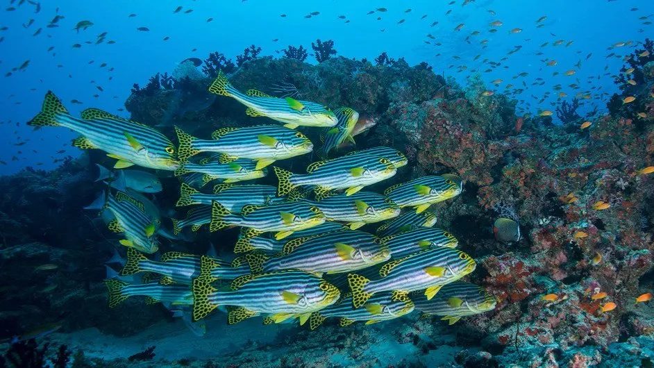 UNESCO has mapped 4,500 species thanks to its pioneering eDNA programme