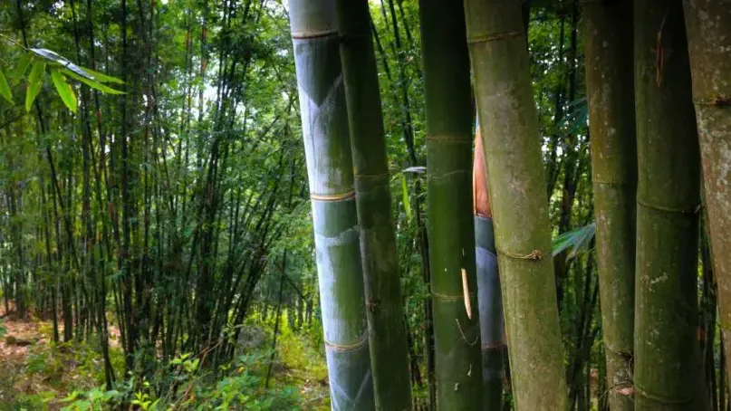 Ethiopia’s African Bamboo: Revolutionizing Sustainable Construction with Nature’s Strongest Grass