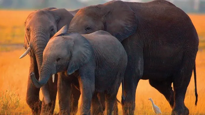 2024: A Pivotal Year for African Conservation Efforts