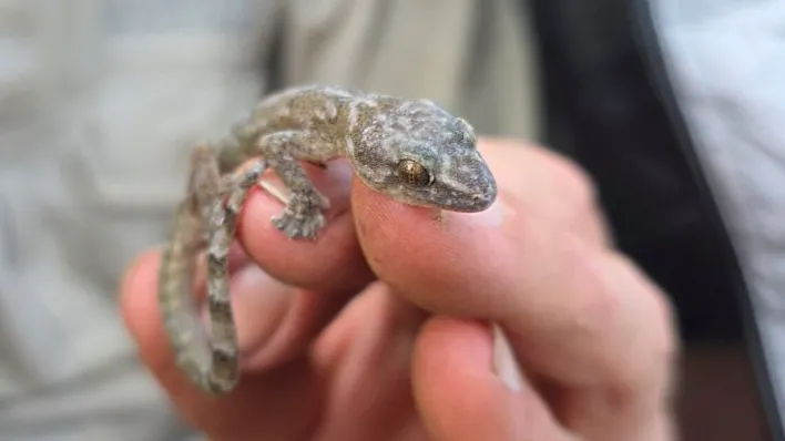 Lost’ Flat Gecko Rediscovered After 34 Years in South Africa
