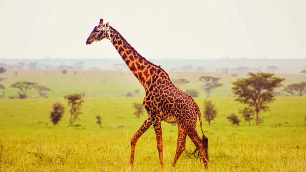 Cameroon’s Kordofan Giraffes Face Extinction Threat, But Conservation Brings Hope