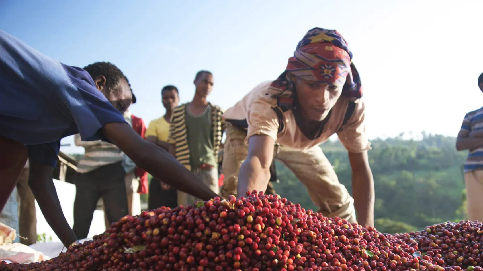 Ethiopia Earns $2.44 Billion from Coffee Exports as Production Surges