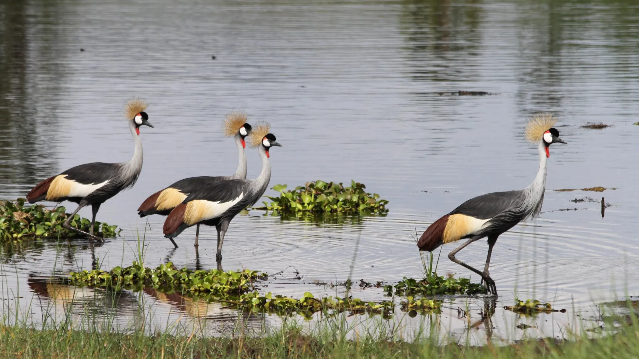 East African Nations Unite to Protect Grey Crowned Crane from Extinction