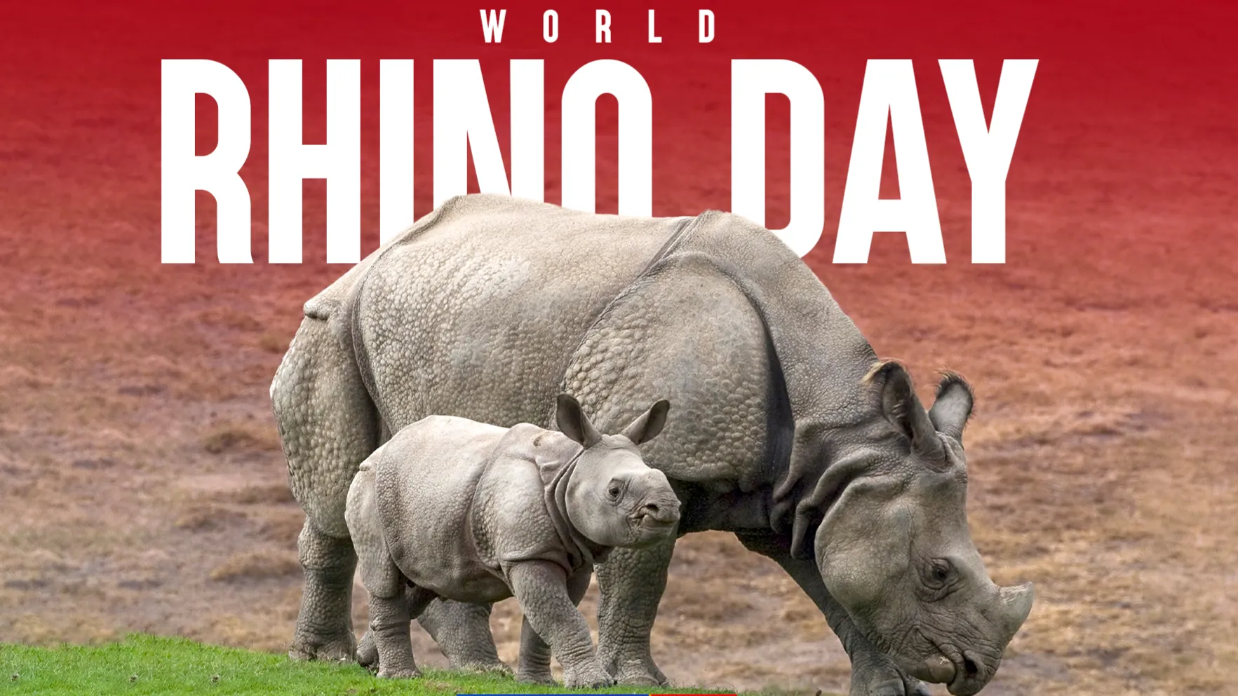 World Rhino Day 2023: New numbers and challenges