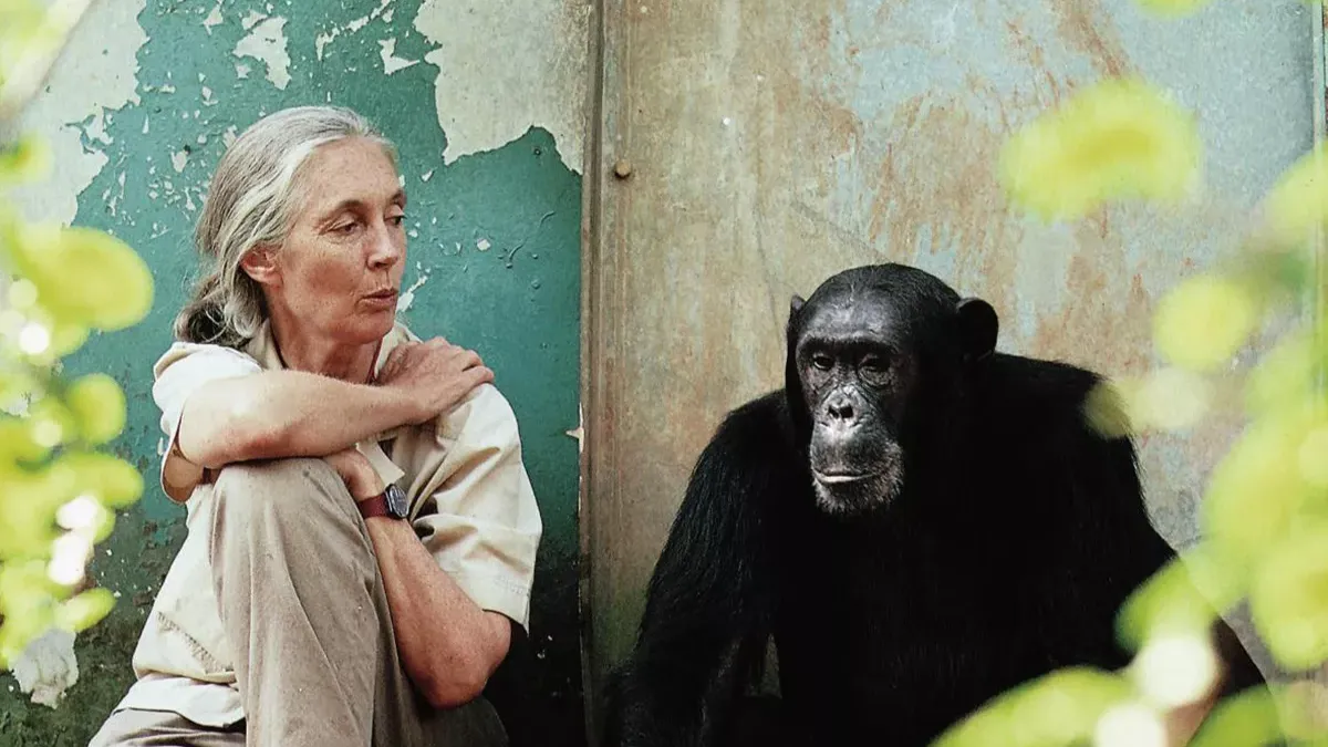 Jane Goodall: A Legacy Rooted in Africa’s Forests and the Hearts of Its People