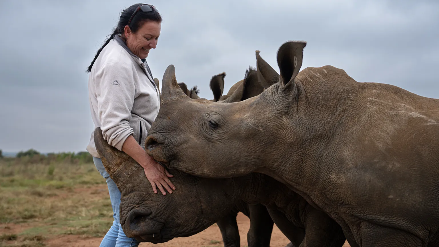 Duke University and African Parks Launch Historic $2 Million Rhino Rewilding Partnership