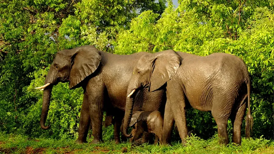 Ethiopia’s 60-Year Odyssey Toward a Conservation-Led Economy