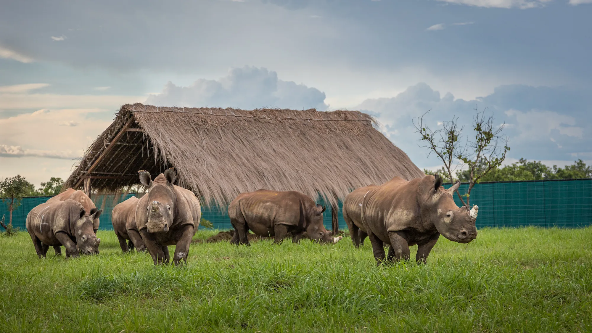 Southern White Rhinos Return to Garamba National Park After Two Decades