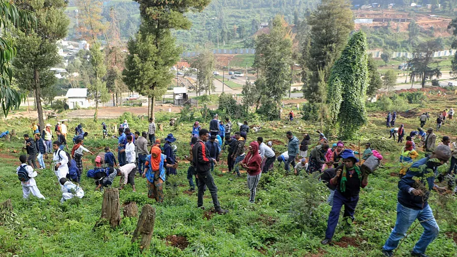 ETHIOPIA FINALIZES PREPARATIONS FOR EIGHT BILLION SEEDLING DRIVE