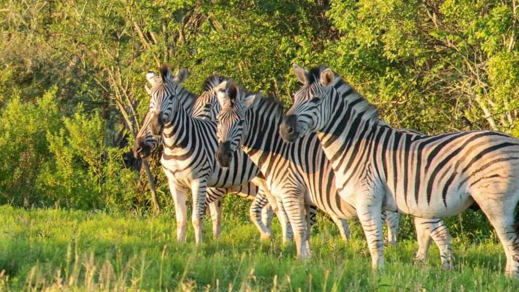 IUCN MAPS WHAT ACTUALLY SAVES AFRICA’S WILDLIFE