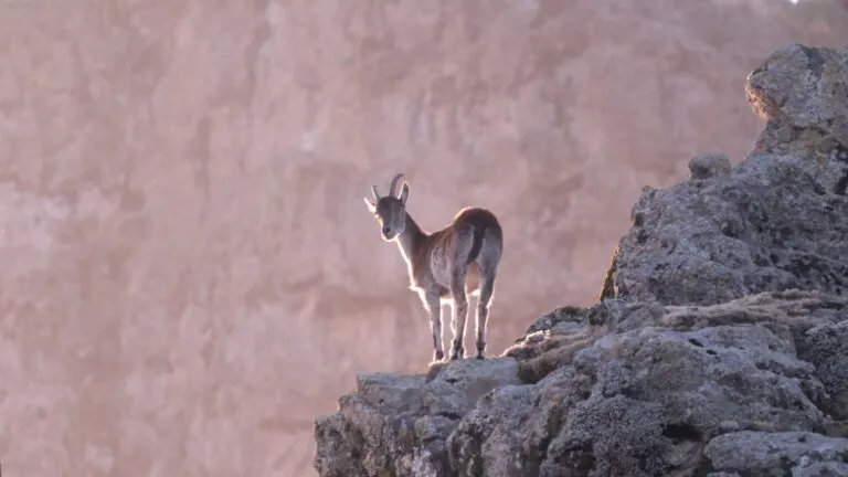 ETHIOPIA’S ICONIC WALIA IBEX RECLASSIFIED AS CRITICALLY ENDANGERED AMIDST POPULATION DECLINE