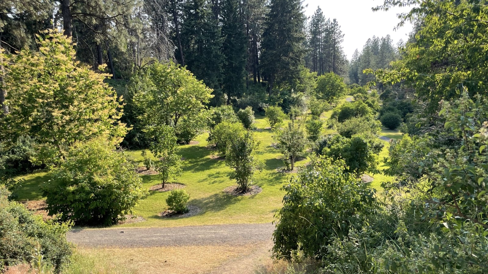 Manito Park lilac garden in bloom