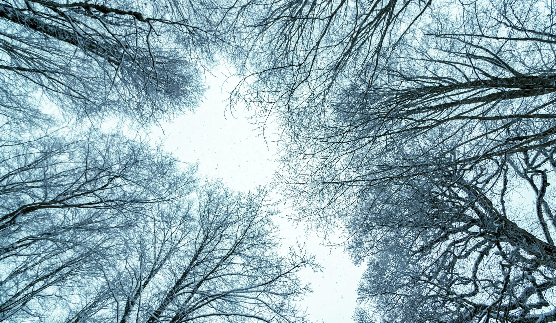 6-Day Georgia Winter Wonderland: City Streets to Snow-Capped Mountains photo 1