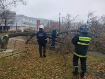 Возле ульяновской гимназии №34 спилили 56 аварийных деревьев