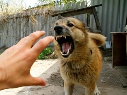 Ветеринары подозревают бешенство в Сенгилеевском районе