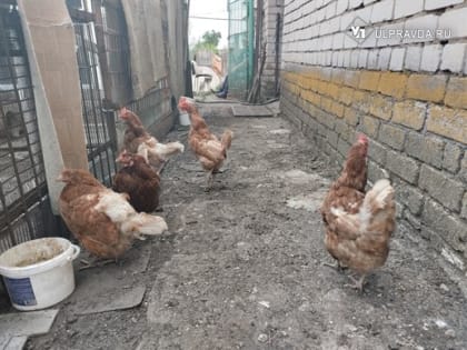В Ульяновской области идёт работа по профилактике птичьего гриппа