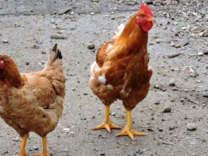 В Ульяновской области новая птицефабрика будет производить 4 тыс. тонн курятины в год