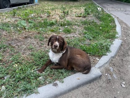 В России не хватает вакцин от инфекционных заболеваний для собак и кошек