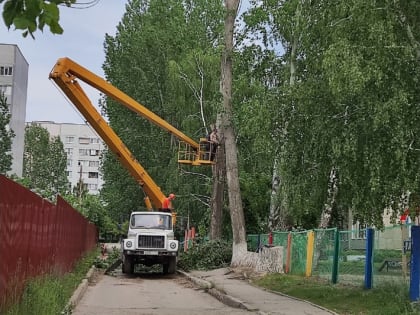 В Ульяновске продолжается снос аварийных деревьев на социальных объектах