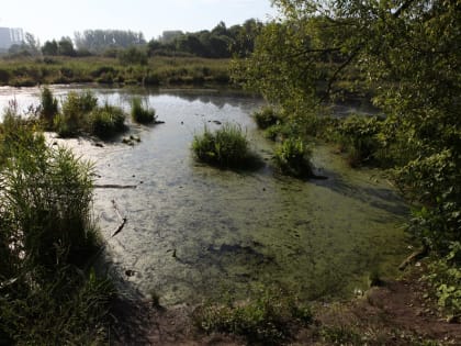 Водоёмы-невидимки. Почему в ульяновских прудах гибнет рыба