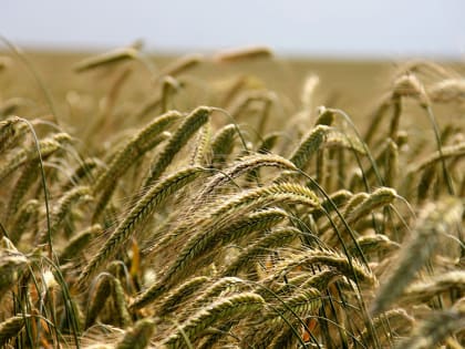 В Ульяновской области посеяно почти 60% от запланированного объёма яровых культур