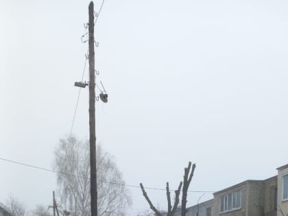 До конца года планируют произвести снос и обрезку порядка 2 тысяч аварийных деревьев по запросам жителей