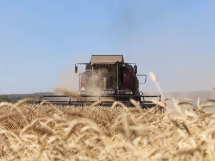 В 2024 году урожай зерна в Ульяновской области в 2 раза превысил потребность региона