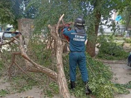 В центре Ульяновска на машину упало дерево