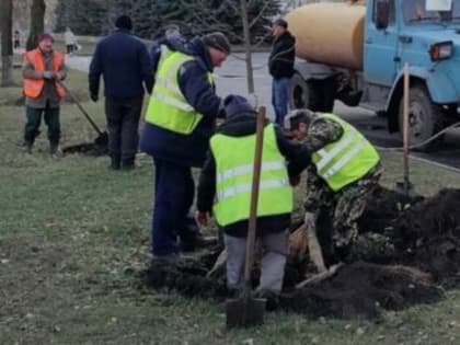 На улице Радищева высадили молоденькие липы