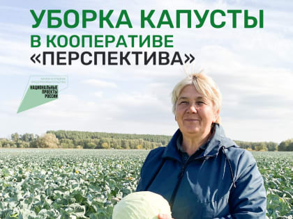 Уборка капусты в кооперативе «Перспектива»