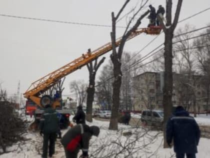 На Камышинской обрезали 33 дерева