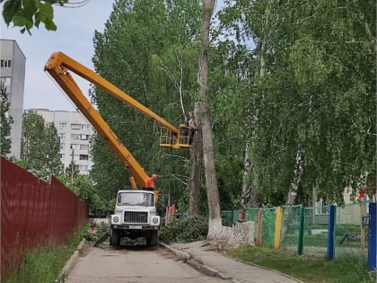 В Ульяновске продолжается снос аварийных деревьев на социальных объектах