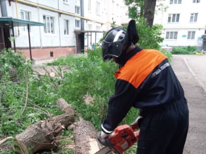 Упавшие деревья в Ульяновске перекрыли проход к подъезду и проезжую часть