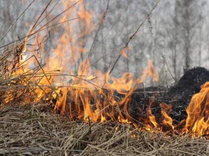 В лесах Ульяновской области объявлен пожароопасный сезон