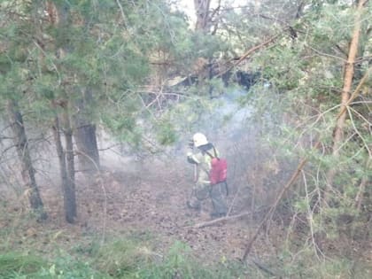 С беспилотниками и аэромобильной группой. В Кузоватовском районе потушили масштабный пожар