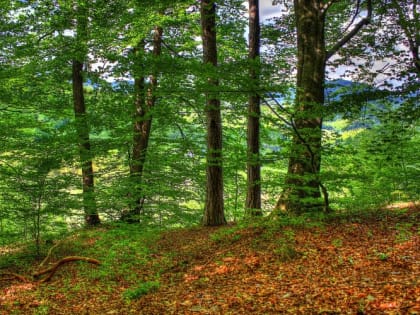 Сберечь лес от пожаров
