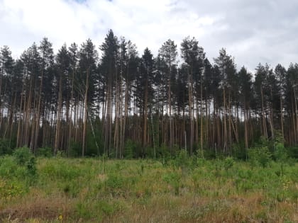 Ульяновская область выполняет план по платежам за использование лесов
