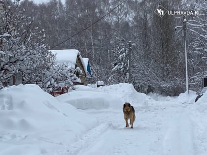 На ОСВВ собаку не съели. В Ульяновске возобновились проблемы с бездомными животными