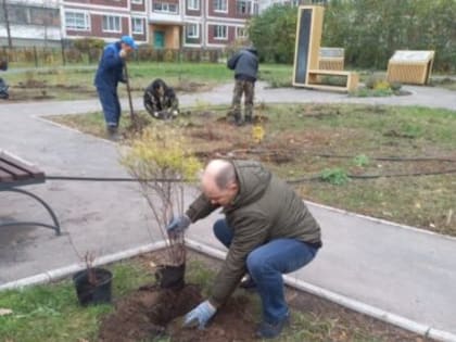 В сквере Академика Филатова высадят 24 дерева и еще более сотни кустов