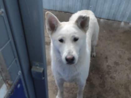 Цена собачьей жизни